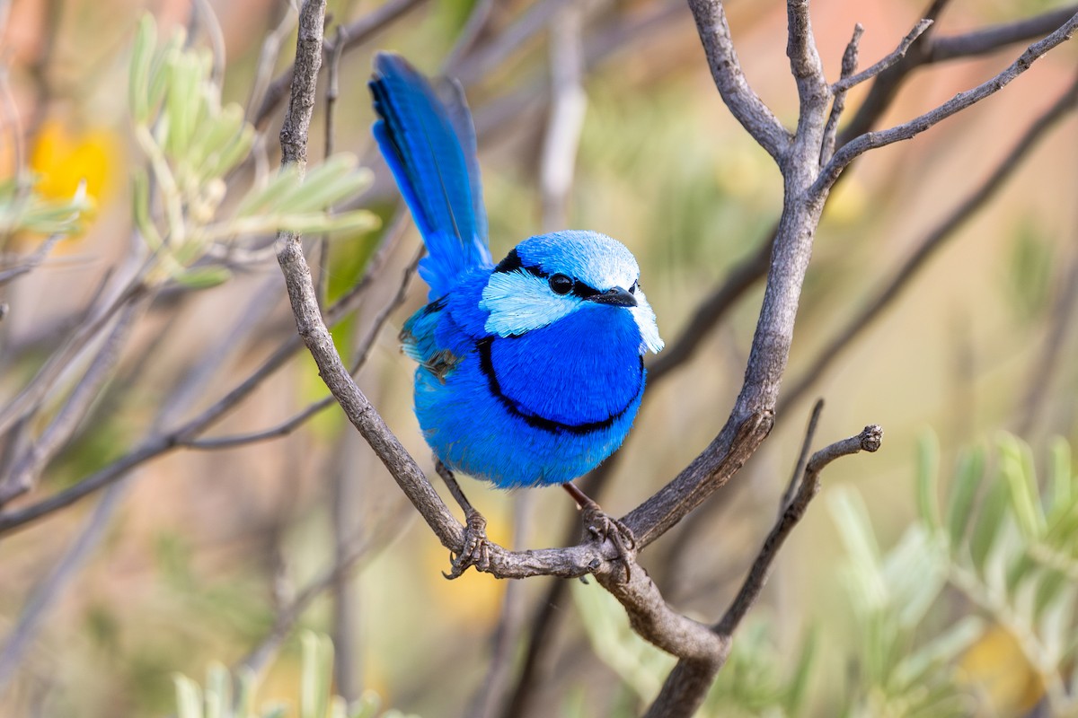Splendid Fairywren - ML642997249