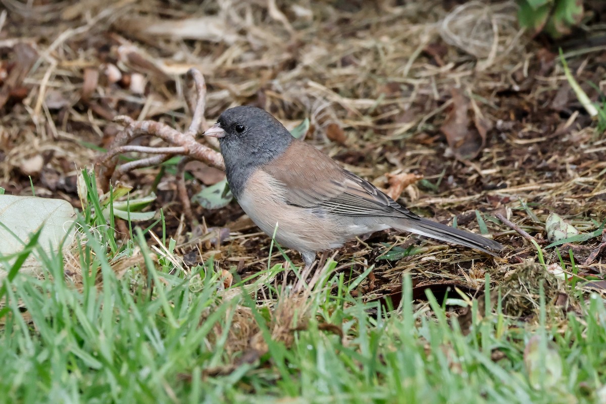 Dark-eyed Junco (Oregon) - ML642997286
