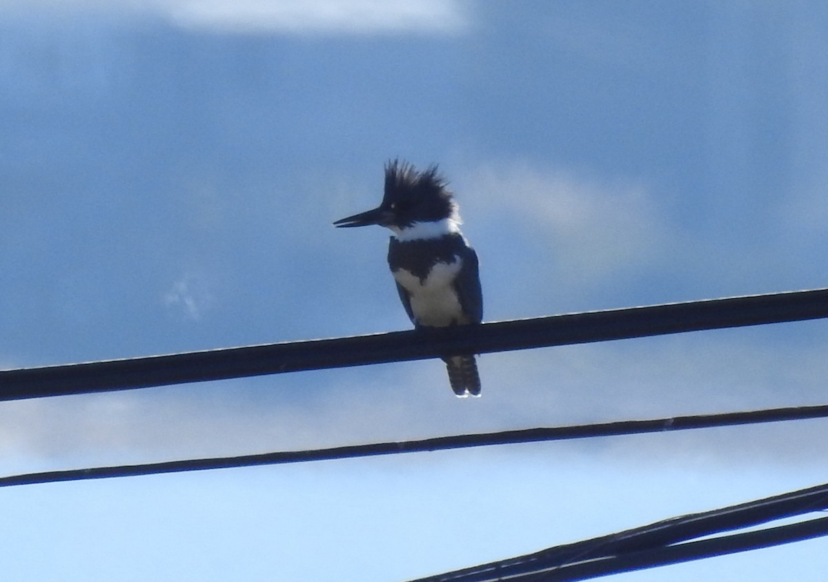 Belted Kingfisher - ML642997295