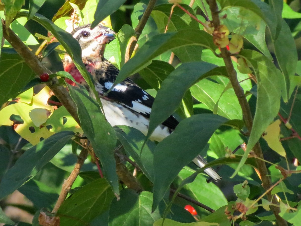 Rose-breasted Grosbeak - ML642997298