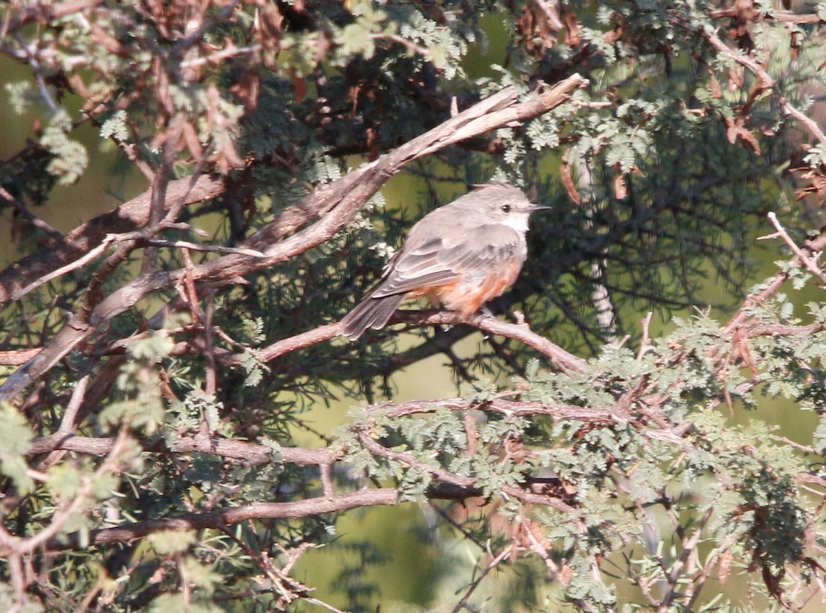 Vermilion Flycatcher - ML642997362