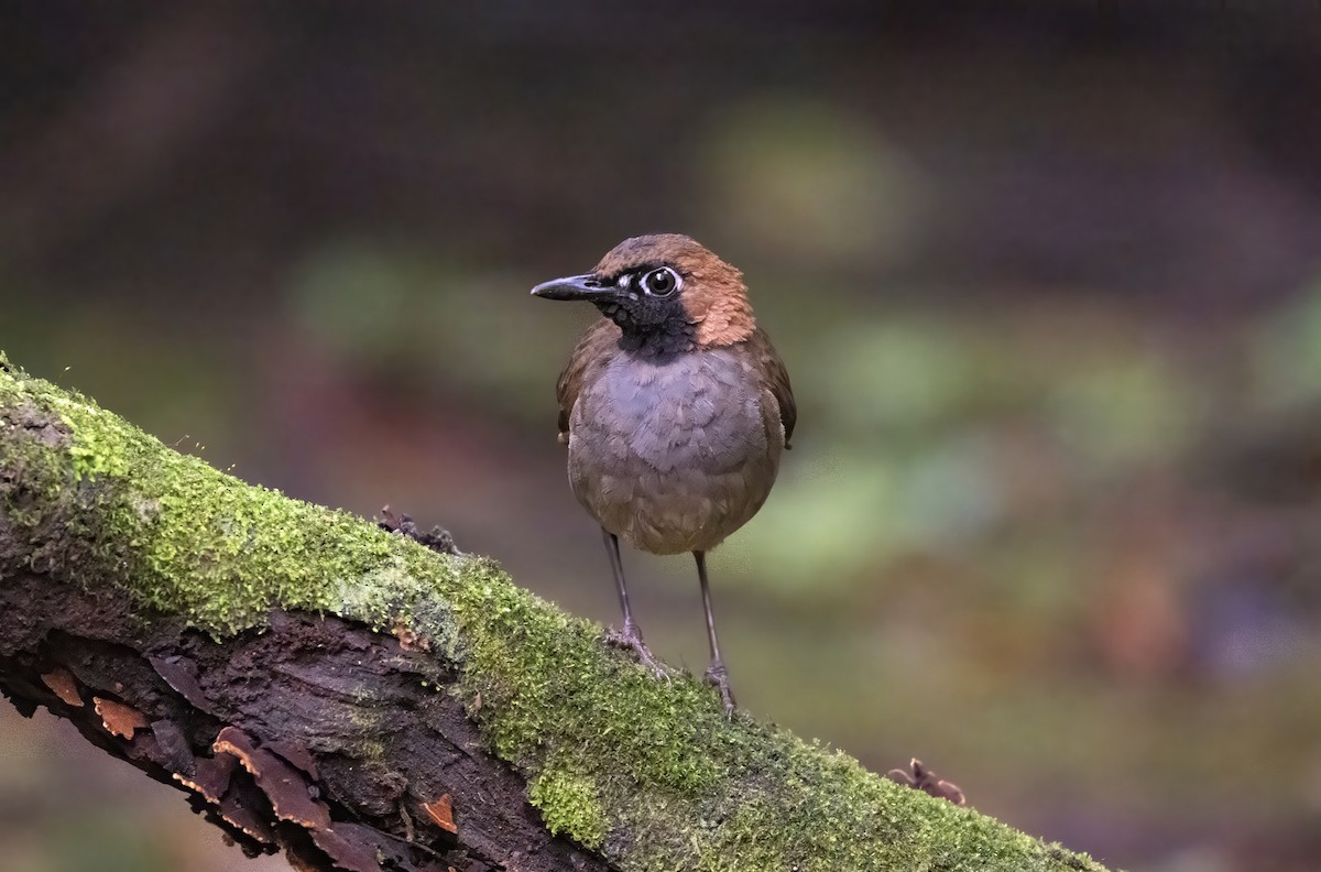 Black-faced Antthrush - ML642997378