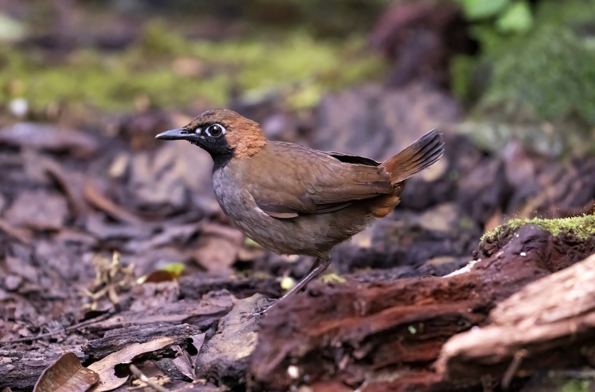 Black-faced Antthrush - ML642997379