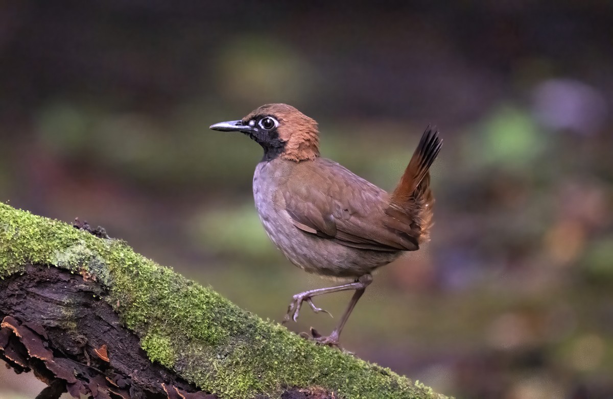 Black-faced Antthrush - ML642997380