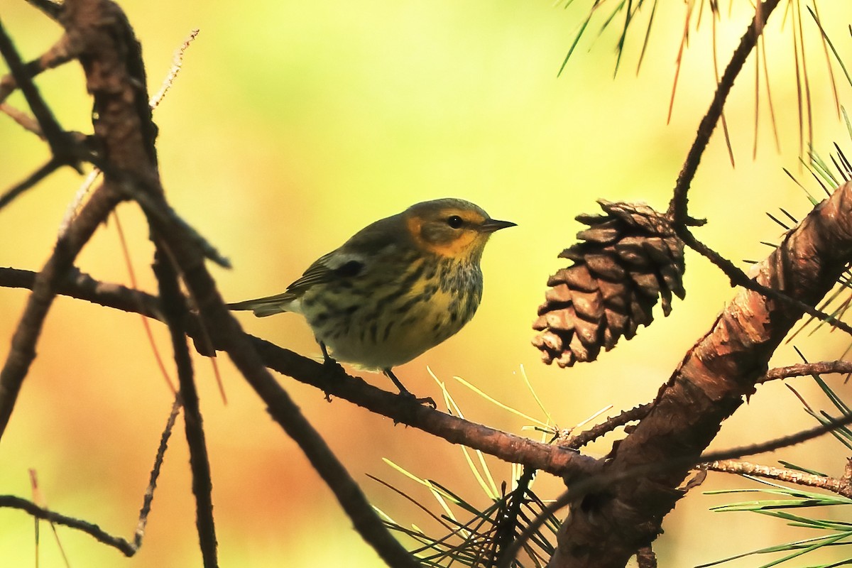 Cape May Warbler - ML642997440