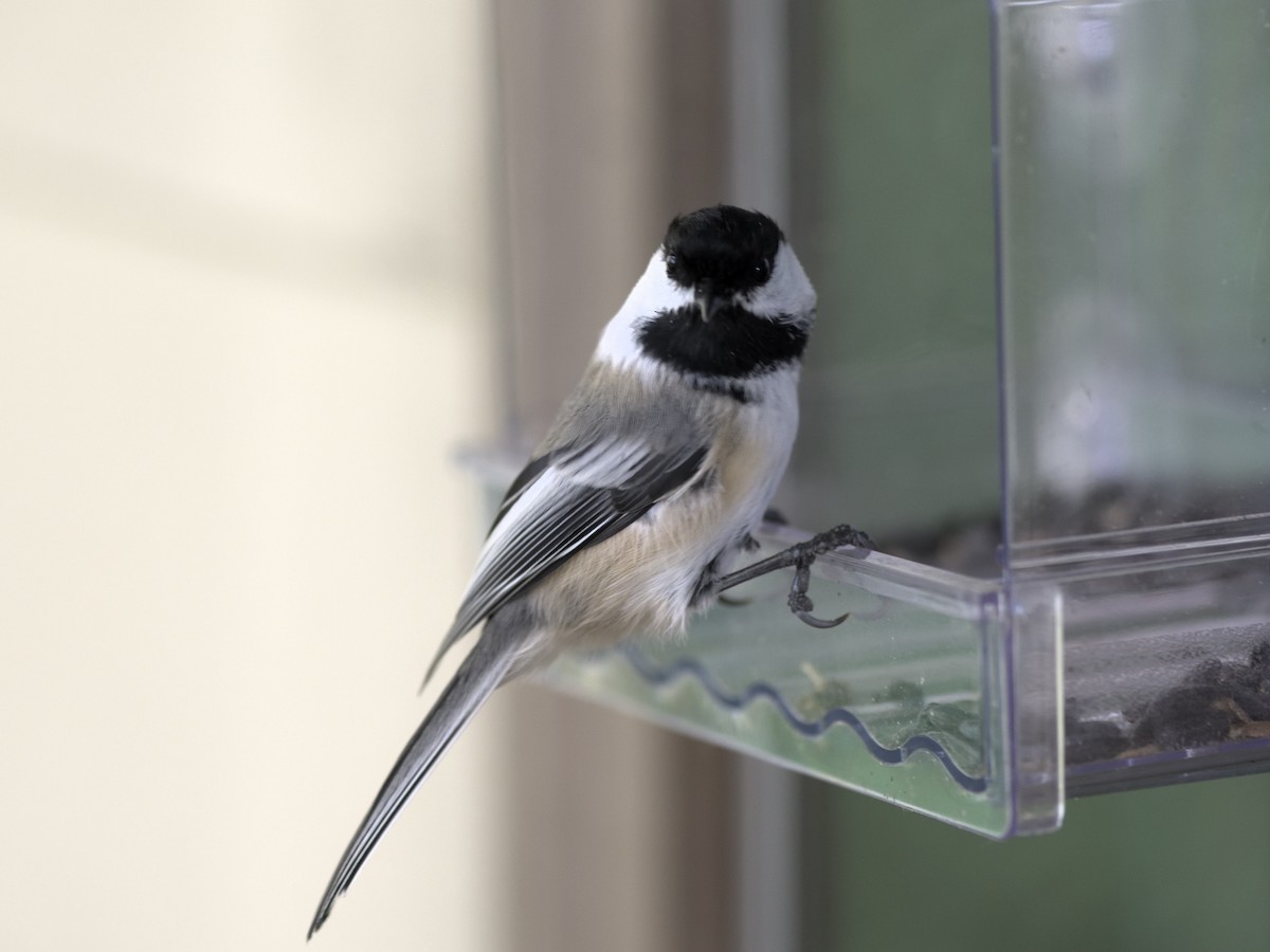 Black-capped Chickadee - ML642997464