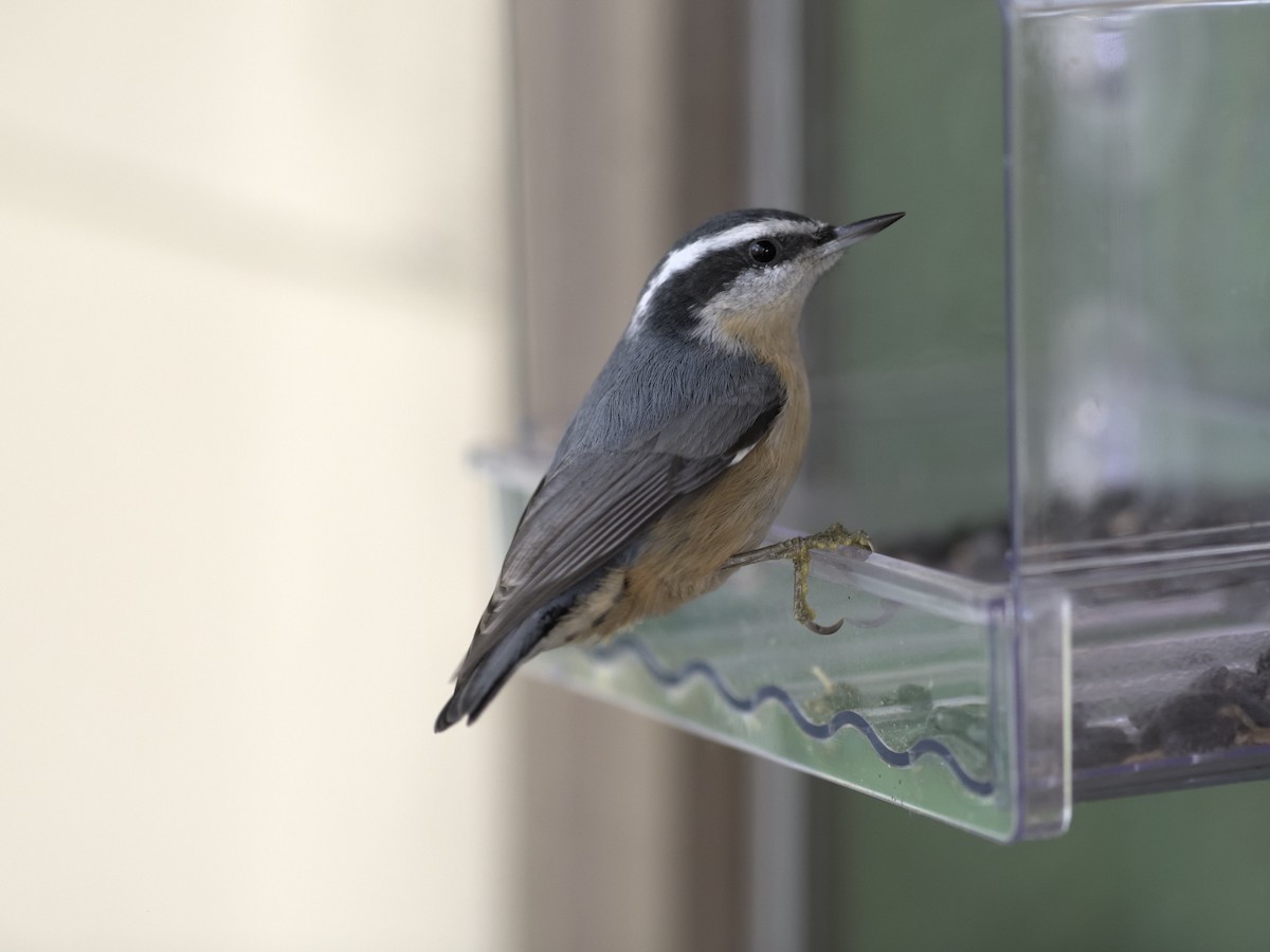 Red-breasted Nuthatch - ML642997468