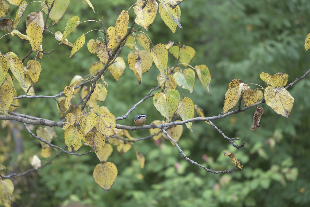 Red-breasted Nuthatch - ML642997469