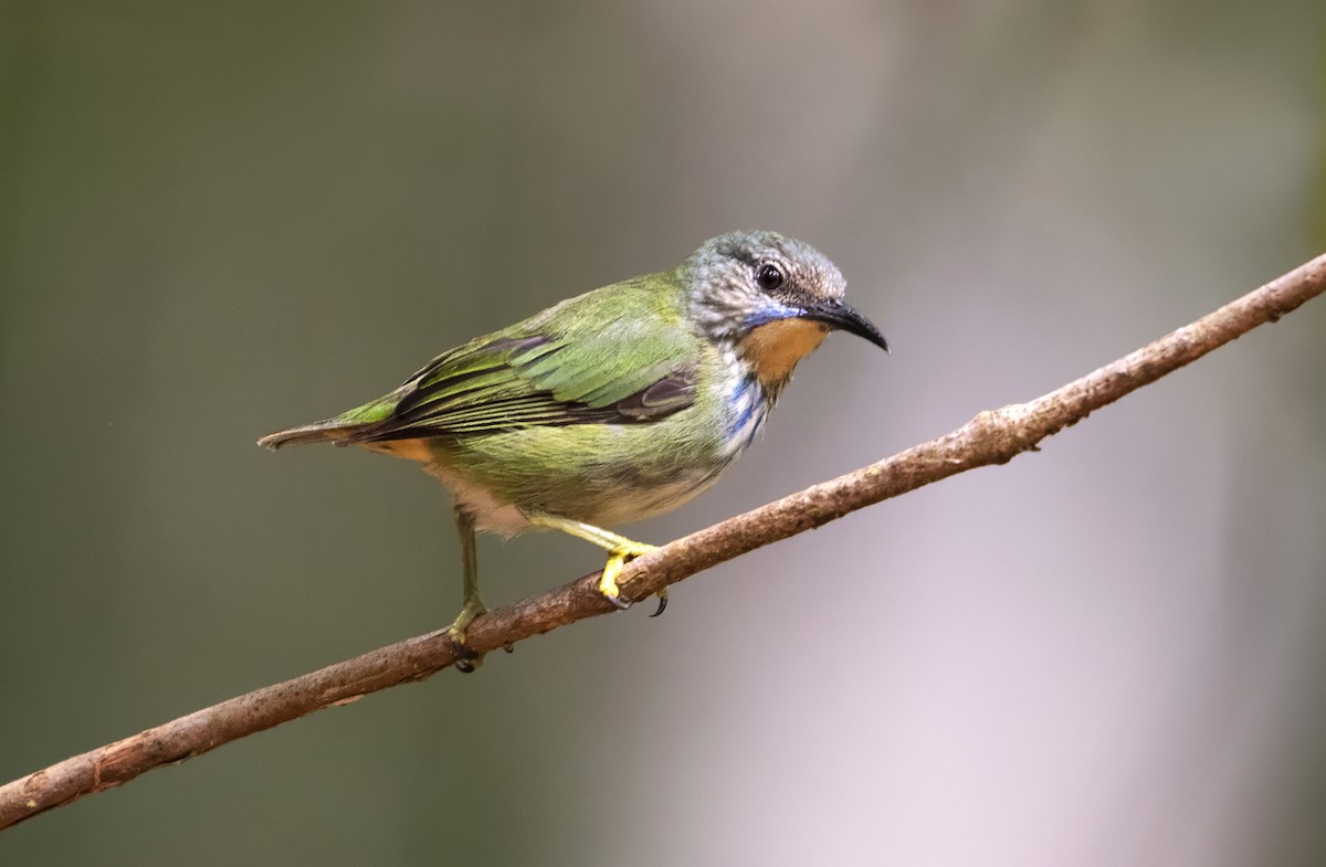 Shining Honeycreeper - ML642997500