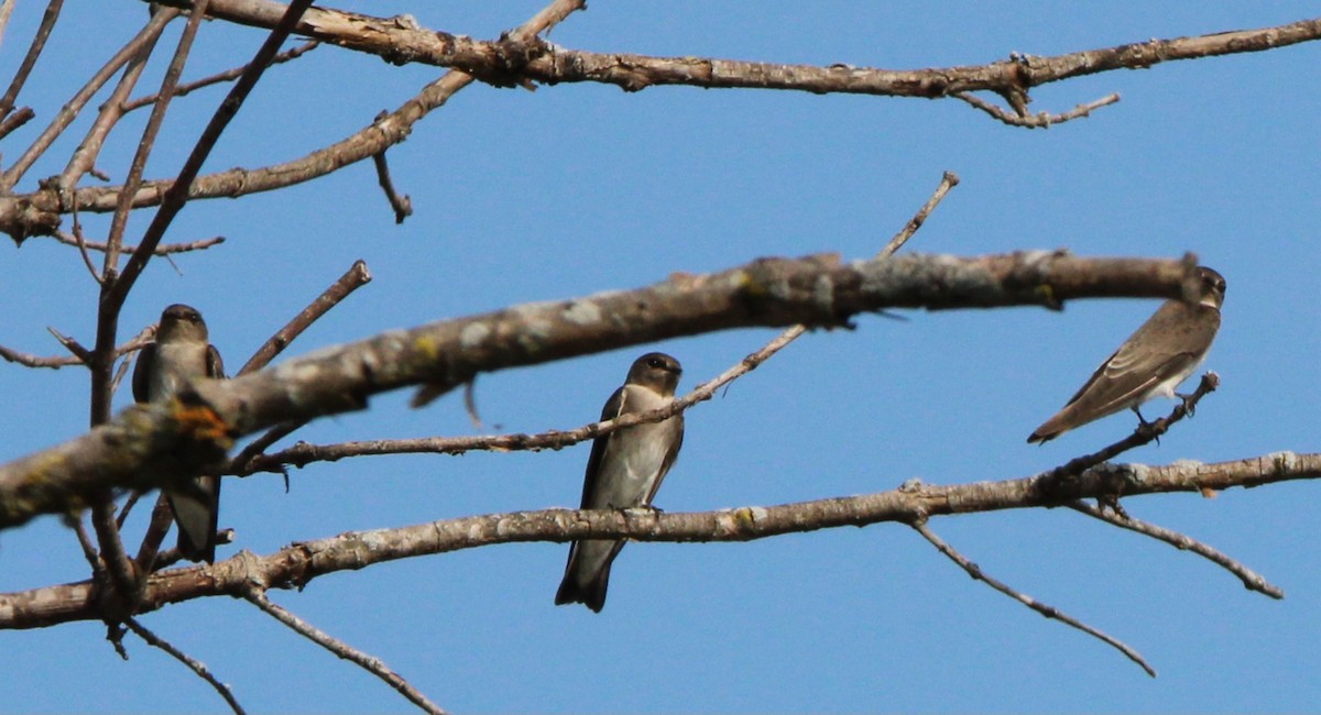 Northern Rough-winged Swallow - ML642997502