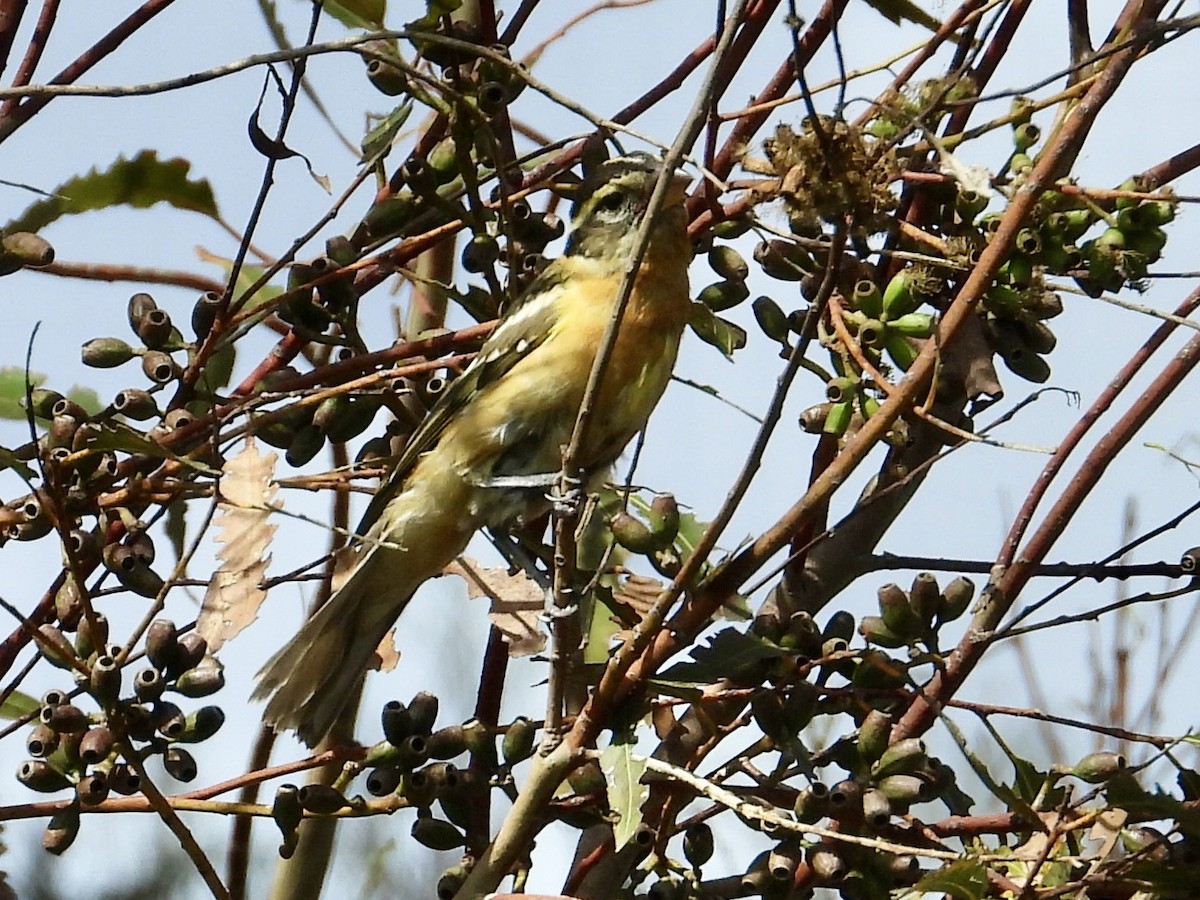 Black-headed Grosbeak - ML642997511
