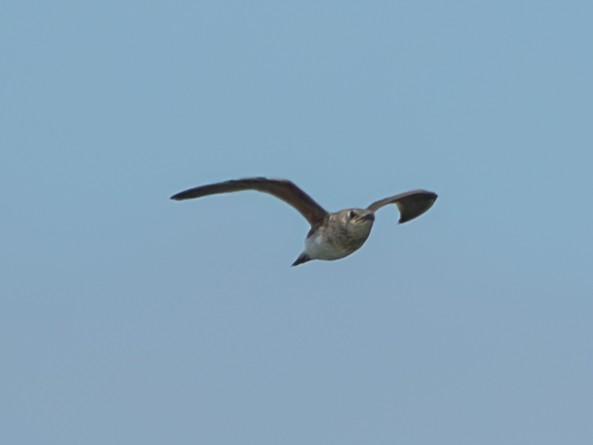 Collared Pratincole - ML642997527