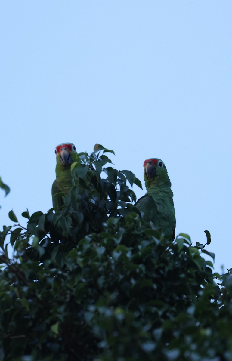 Red-lored Amazon - ML642997528
