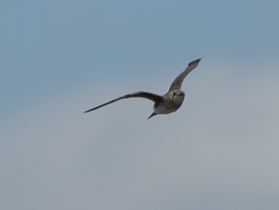 Collared Pratincole - ML642997529