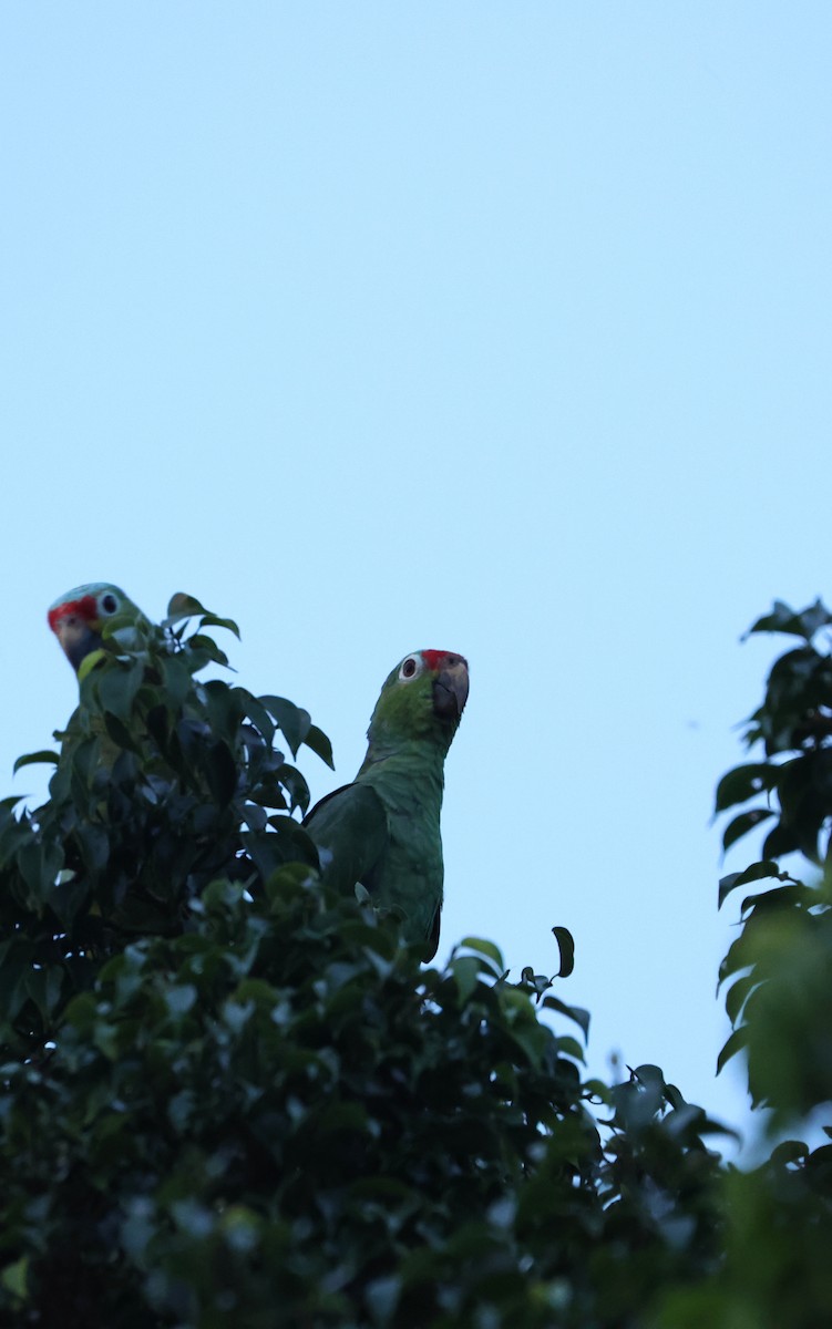 Red-lored Amazon - ML642997531