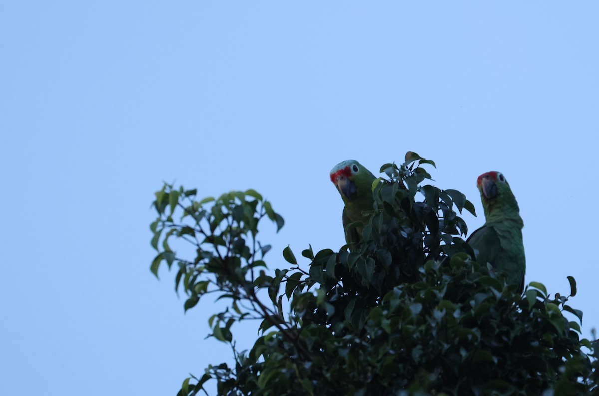Red-lored Amazon - ML642997532