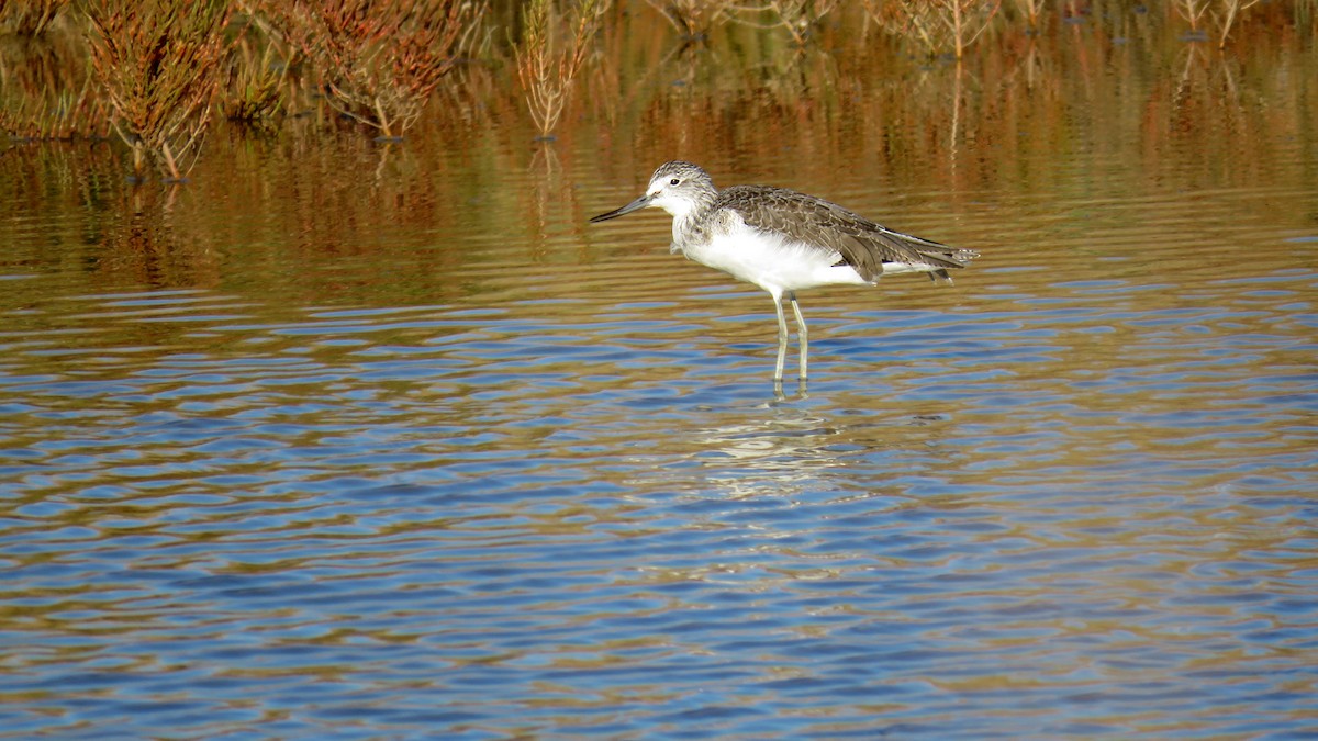 Common Greenshank - ML642997568