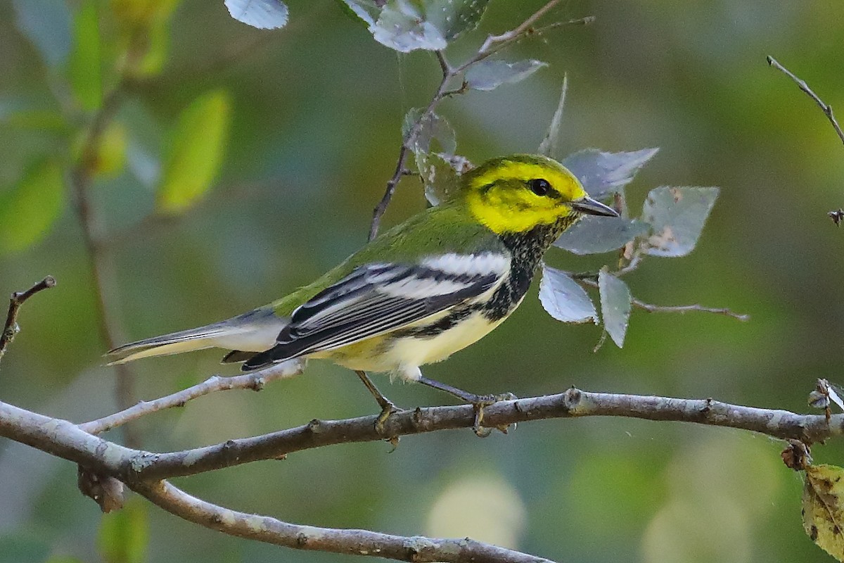 grønnparula - ML642997596