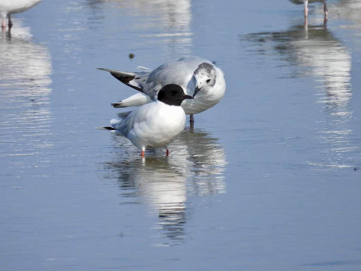 Little Gull - ML642997601