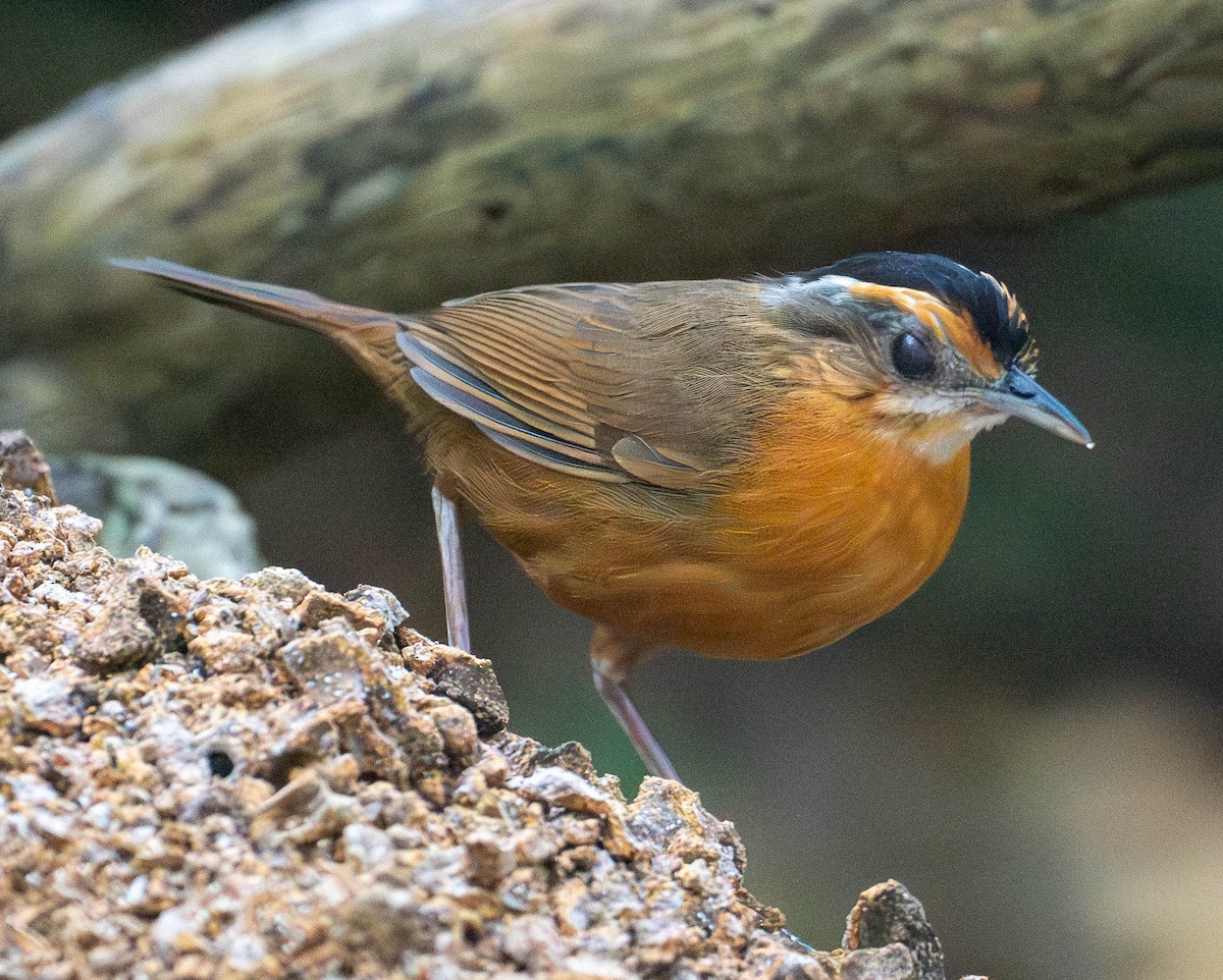 Javan Black-capped Babbler - ML642997606