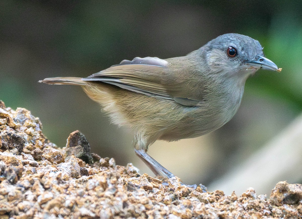 Horsfield's Babbler - ML642997622