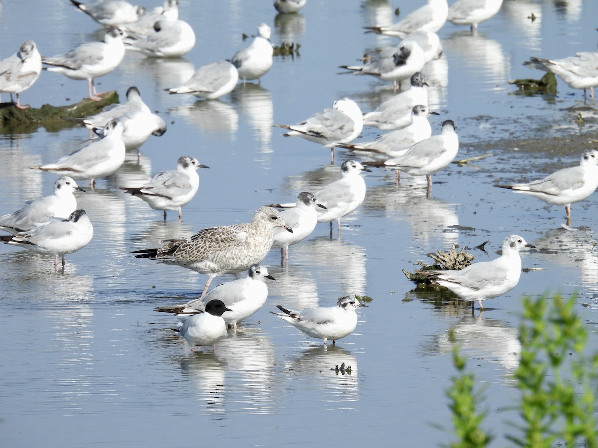 Little Gull - ML642997624
