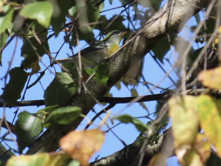 Northern Parula - ML642997627