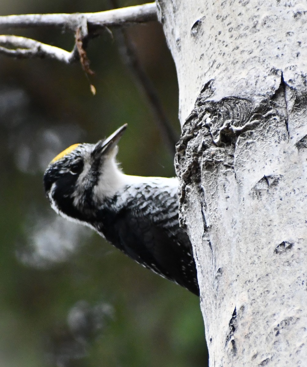 American Three-toed Woodpecker - ML642997655