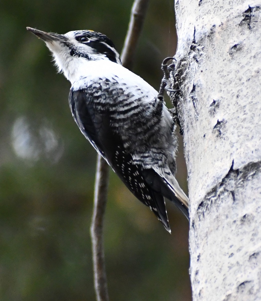 American Three-toed Woodpecker - ML642997665