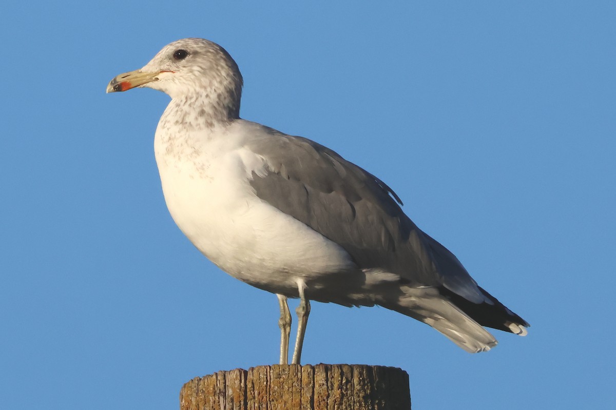 California Gull - ML642997731