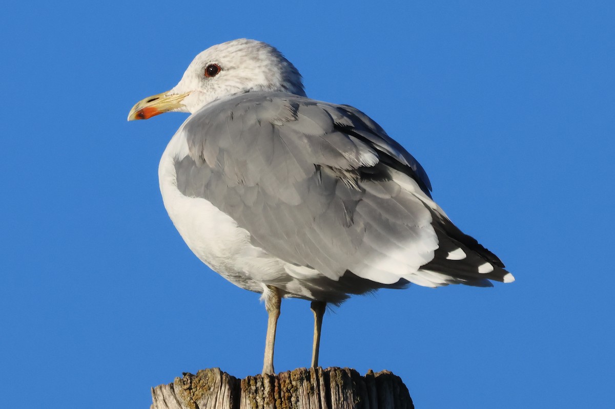 California Gull - ML642997734