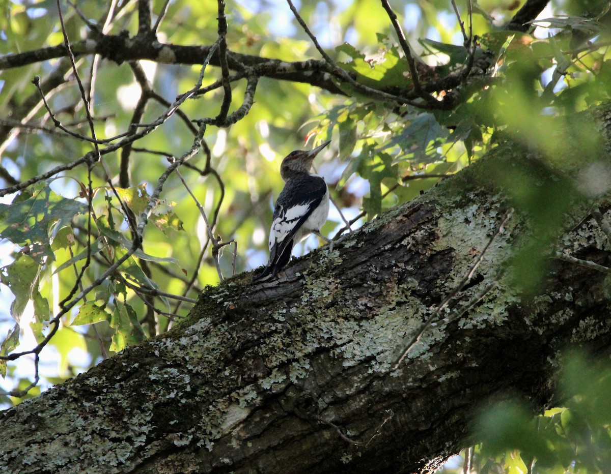 Red-headed Woodpecker - ML642997737