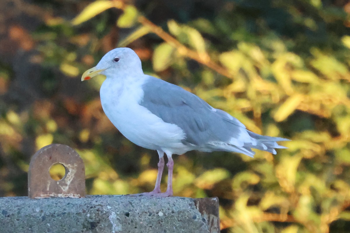 Glaucous-winged Gull - ML642997739