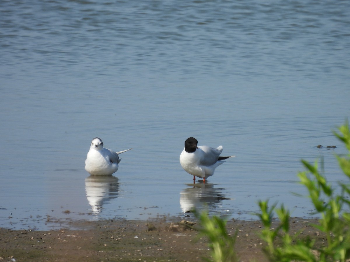 Little Gull - ML642997740
