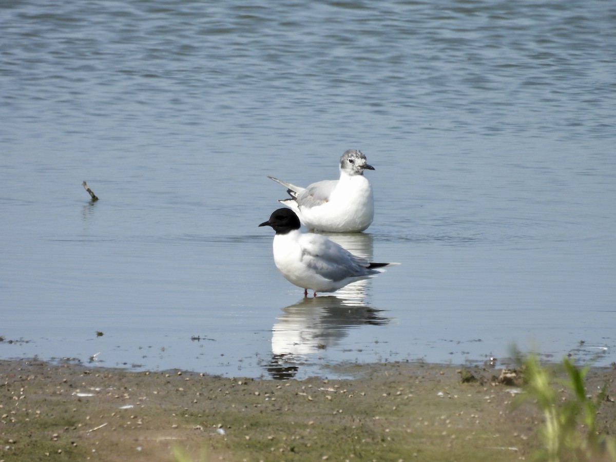 Little Gull - ML642997751