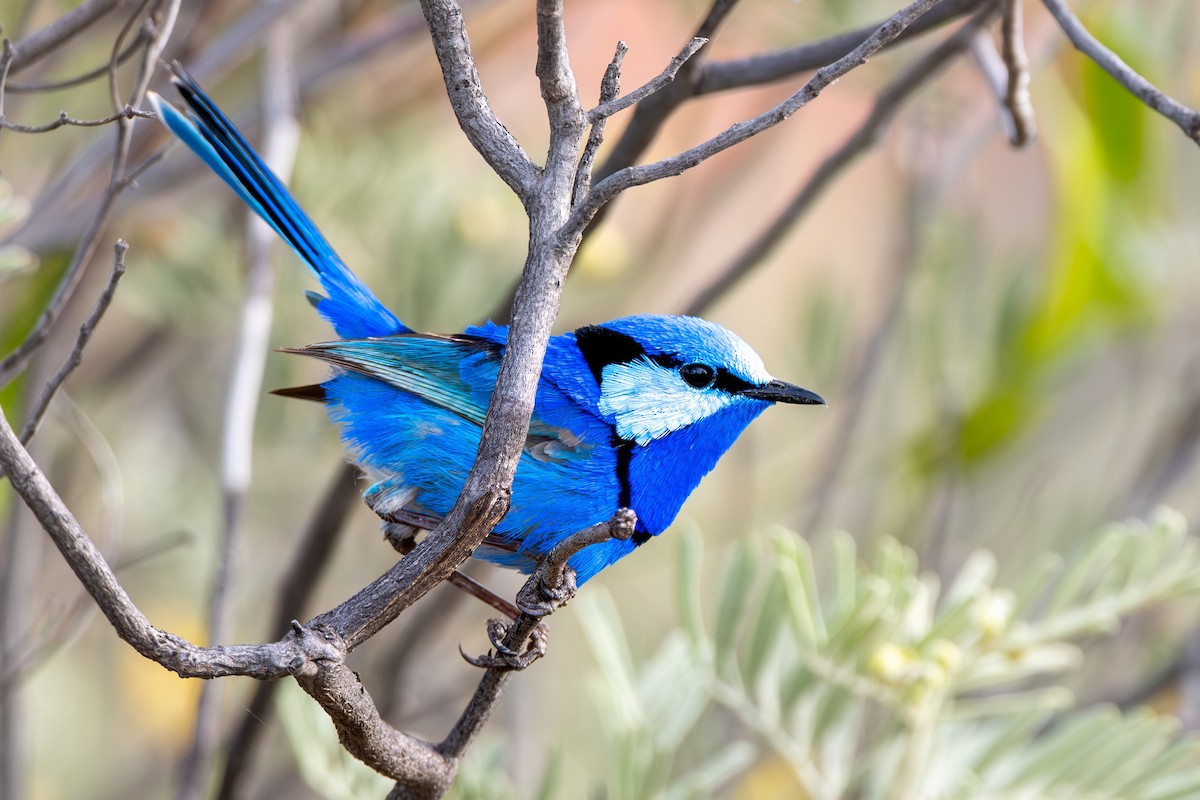 Splendid Fairywren - ML642997769