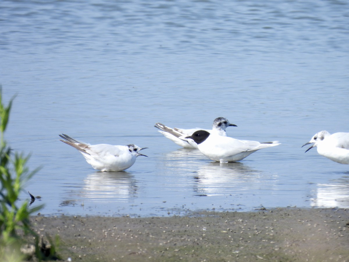 Little Gull - ML642997775
