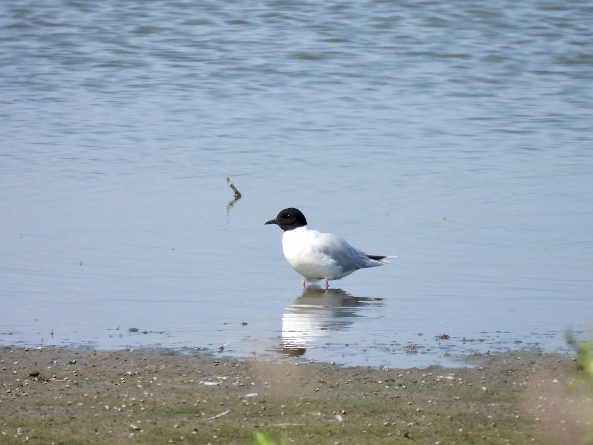 Little Gull - ML642997794