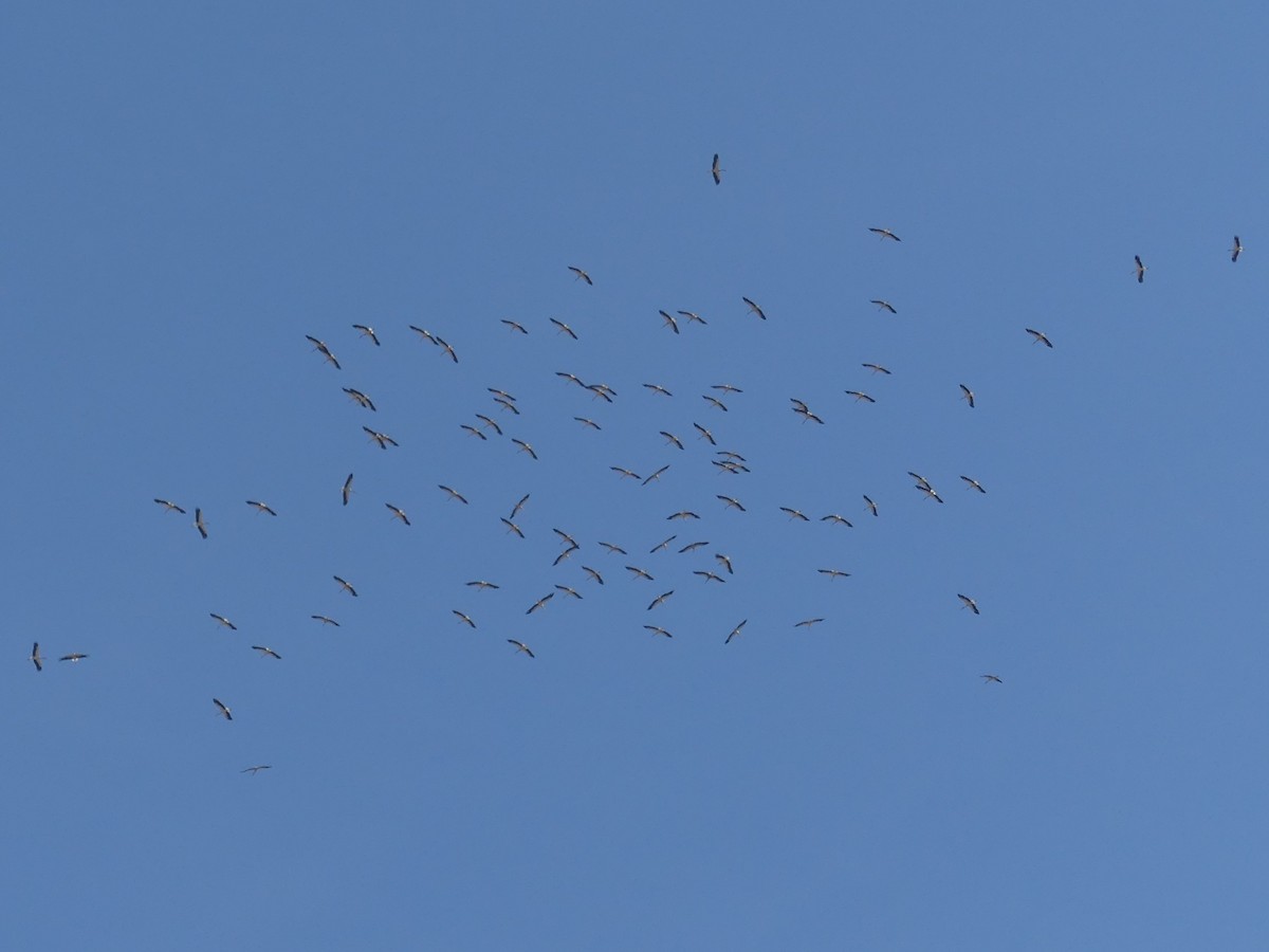 Cigogne blanche - ML642997795