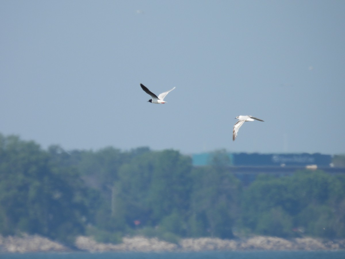 Little Gull - ML642997804