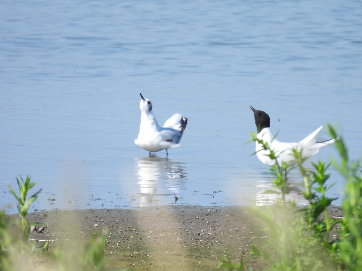 Little Gull - ML642997839