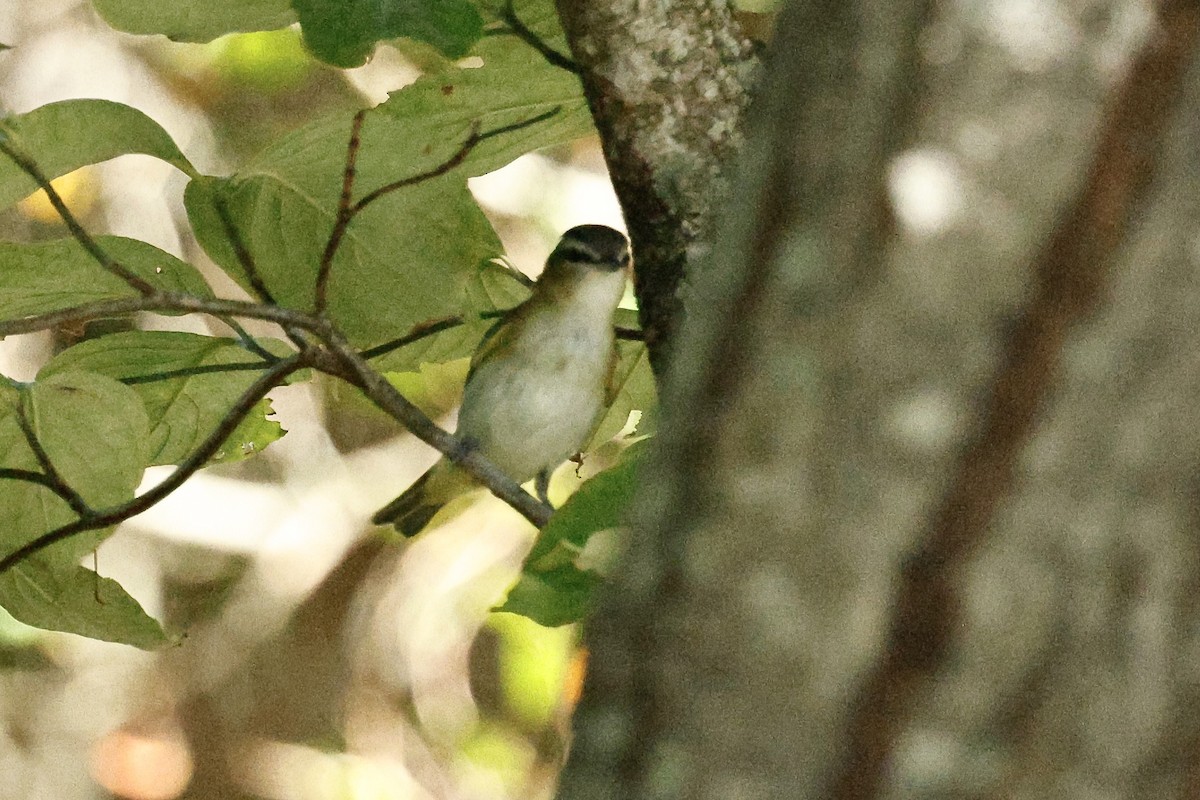 Kızıl Gözlü Vireo - ML642997855