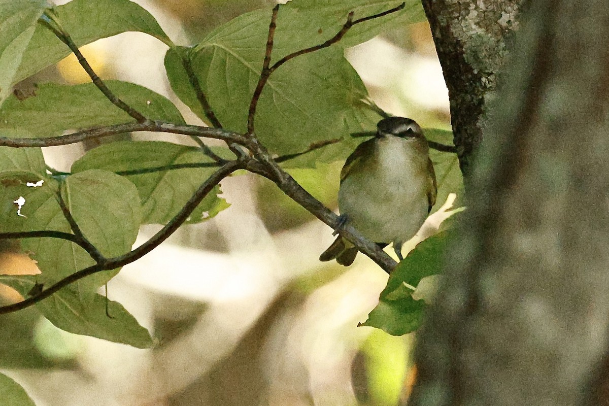 Kızıl Gözlü Vireo - ML642997857