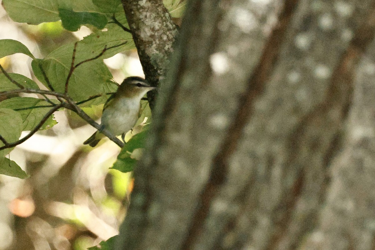 Kızıl Gözlü Vireo - ML642997858