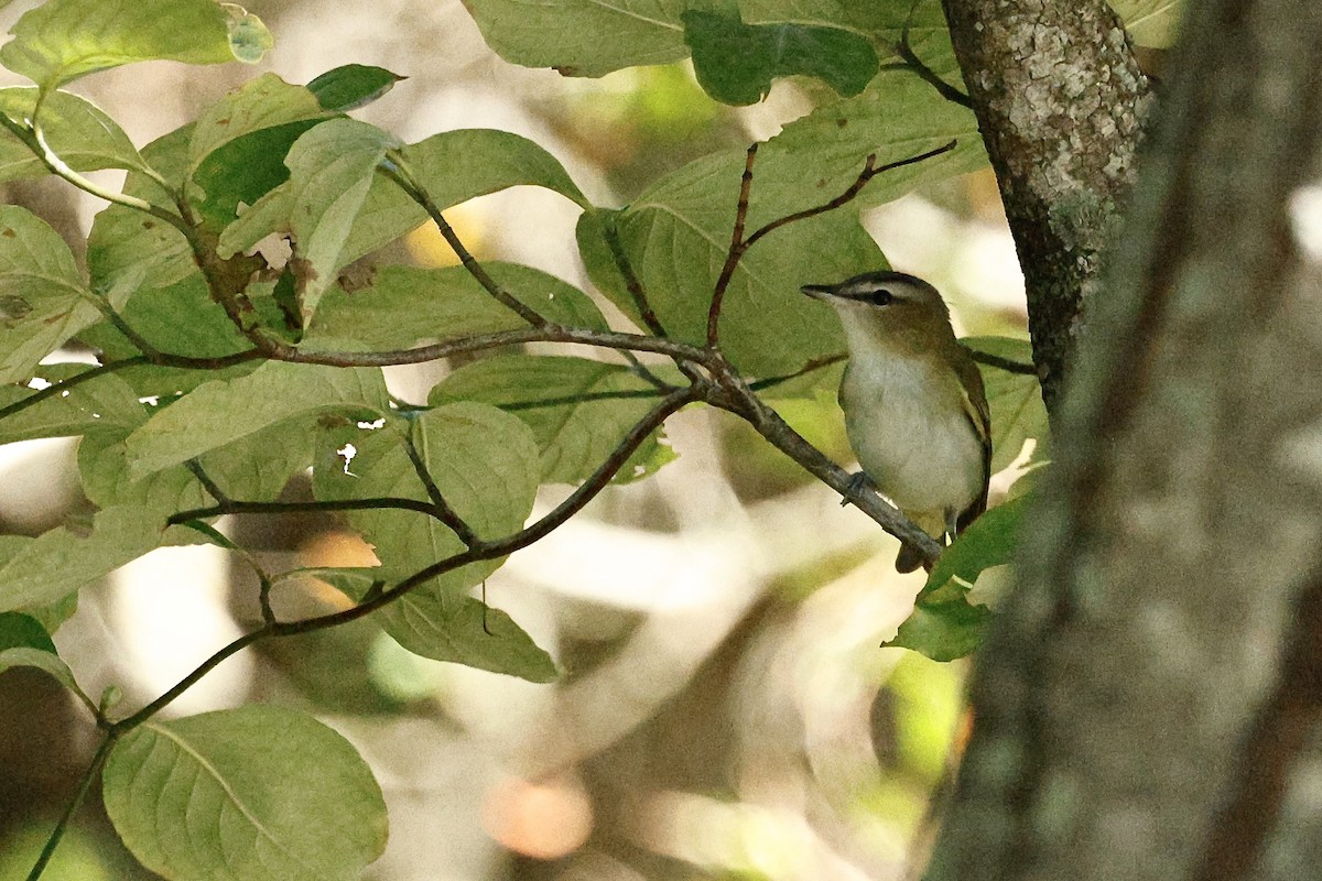 Kızıl Gözlü Vireo - ML642997859