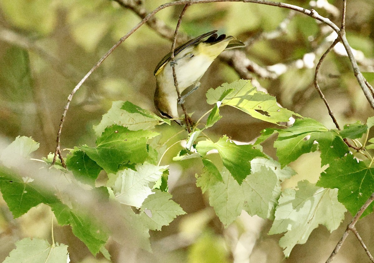 Kızıl Gözlü Vireo - ML642997860