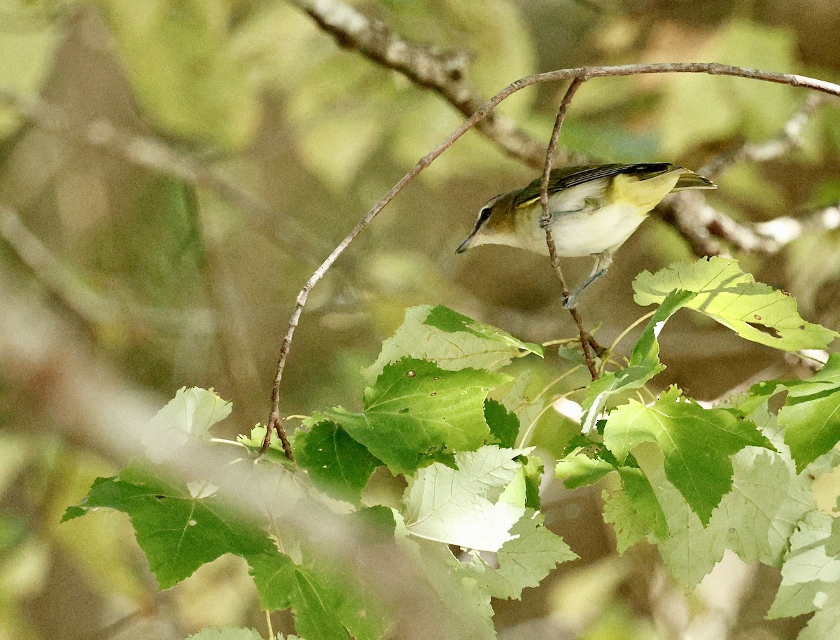 Kızıl Gözlü Vireo - ML642997862