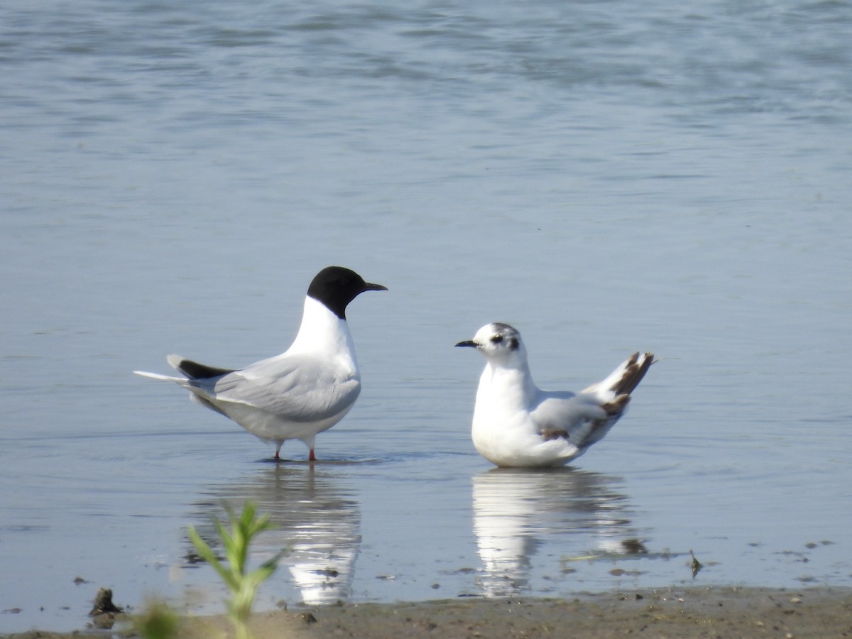 Little Gull - ML642997878