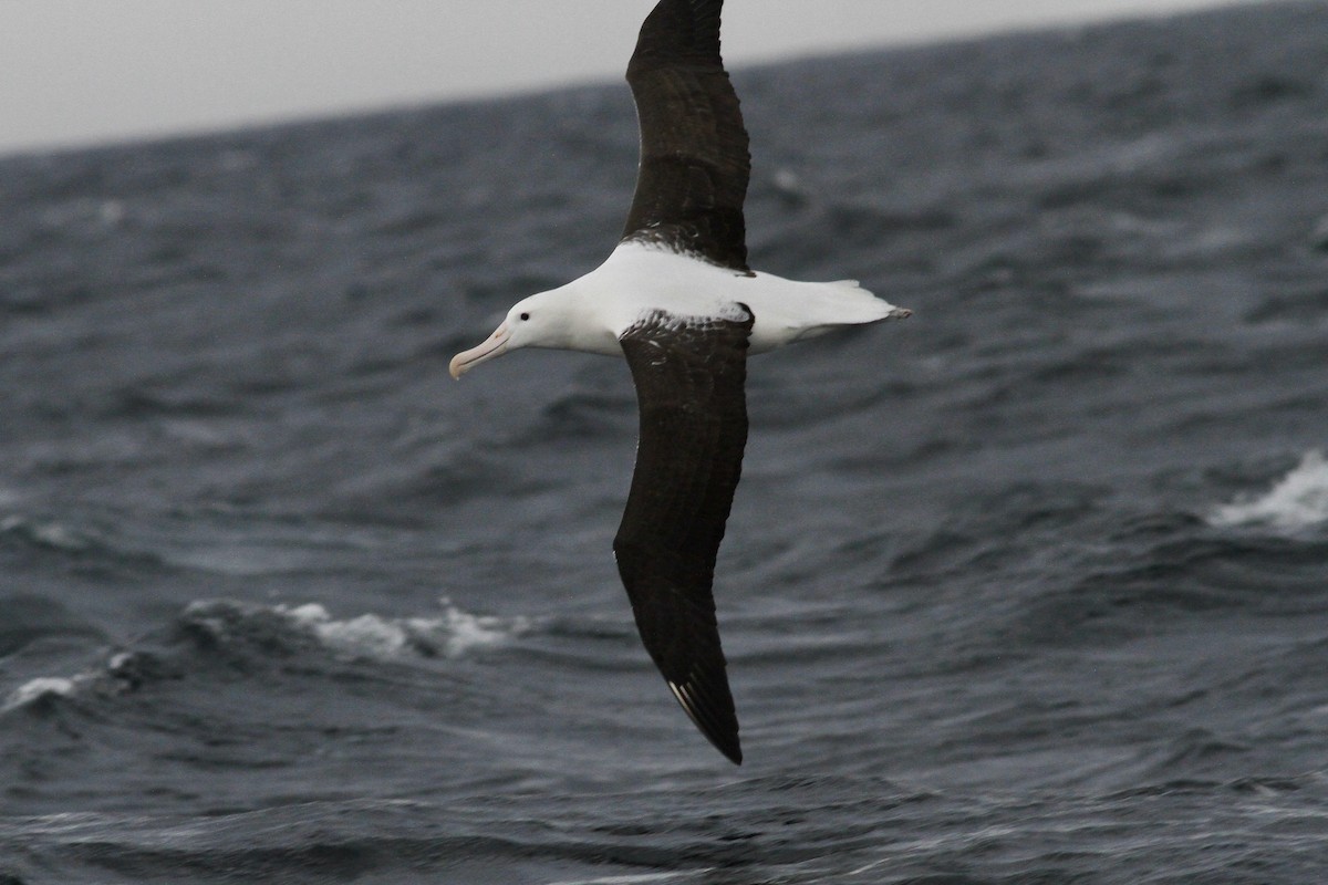 Northern Royal Albatross - ML642997880