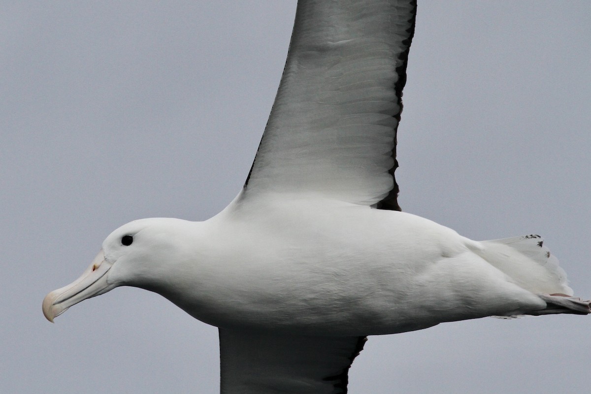 Northern Royal Albatross - ML642997881